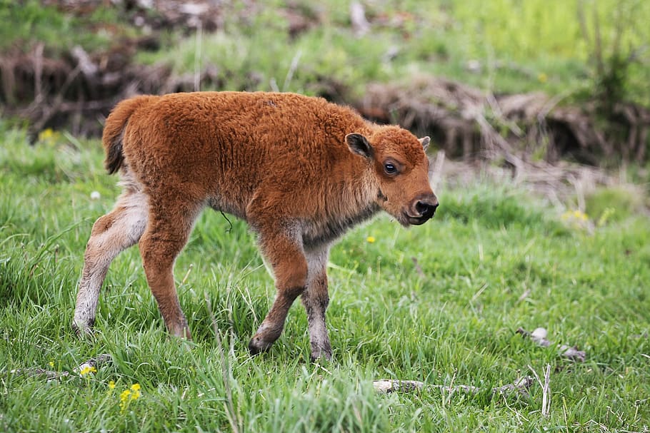 bison, calf, buffalo, baby, wild, animal, park, national, wildlife, face