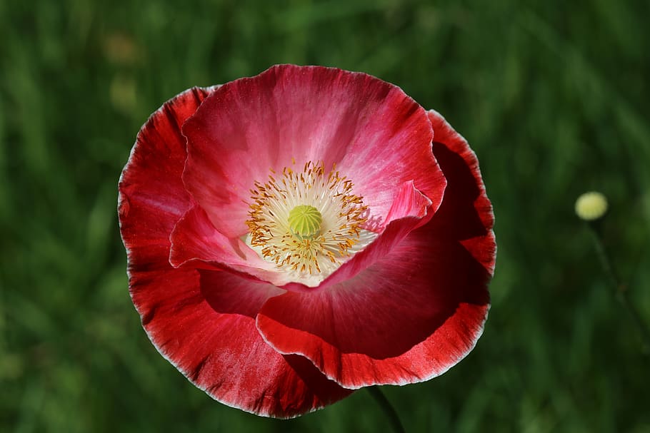poppy, outdoor, nature, landscape, natural, flowering plant, flower, petal, plant, beauty in nature