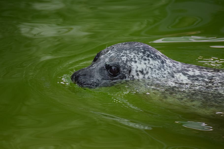 seal, mammal, animal, spotted, gray, swim, water, predator, zoo, sea