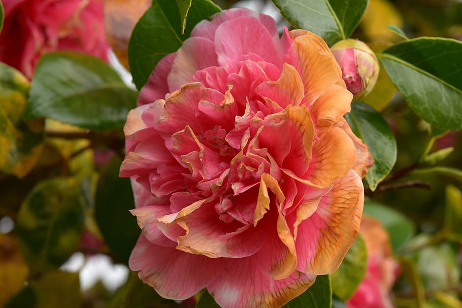 flower, flower of camellia, flower wilt, camelia, spring-flowering, spring,  nature, shrub flowered camellia, flower color pink, petal | Pxfuel