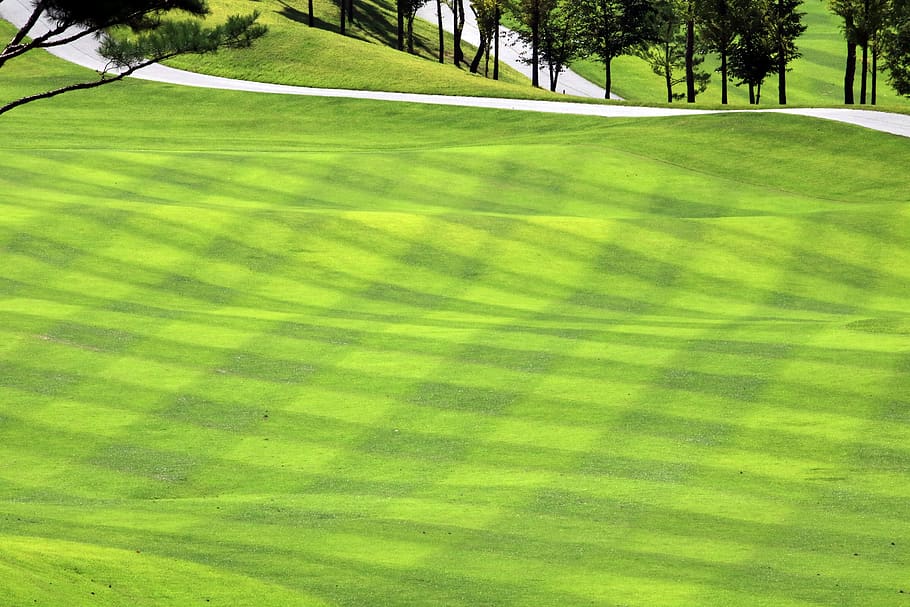 golf, green, field, grass, sport, golfers, golf course, landscape, plant, green color