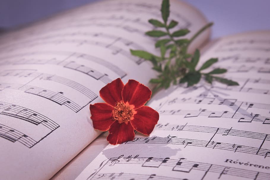 musical note, red rose, rose, red flower, flower, romantic, life, nature, carnation, manuscript