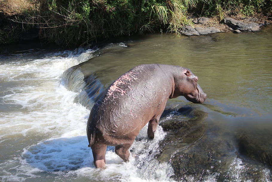 wounded, hippo, river, water, mammal, animal themes, animal, motion, nature, day
