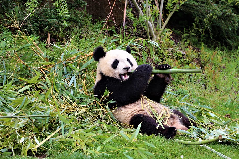 panda, zoo, beauval, mammals, asia, bamboo, china, white, black, fur