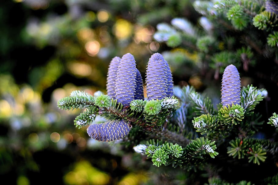 korea fir, fir tree, pine cones, tree, pinecone, needle branch, conifer, fir, purple, tannenzweig