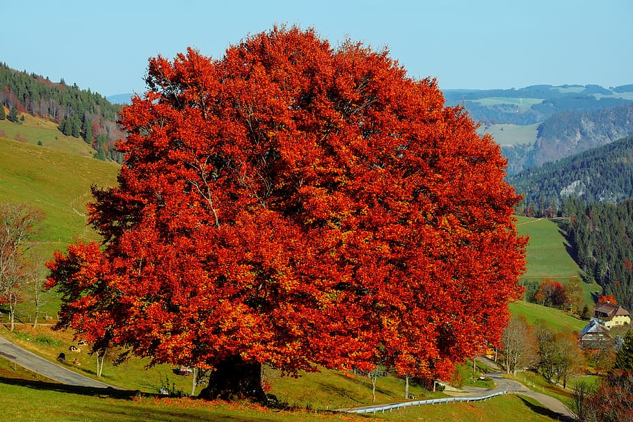tree, beech, deciduous tree, old tree, gnarled, leaves, bright, autumn colours, sun, colorful