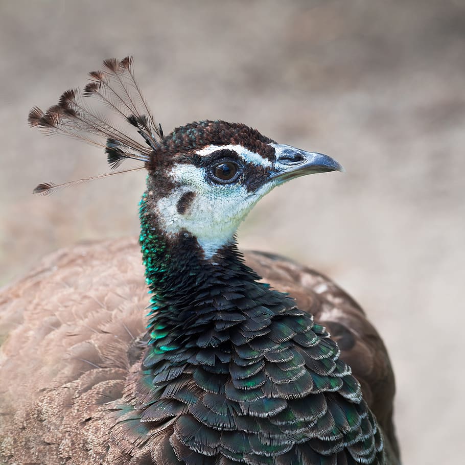 indian peafowl, peahen, peacock, bird, animal, head, green, feathers, peafowl, feather