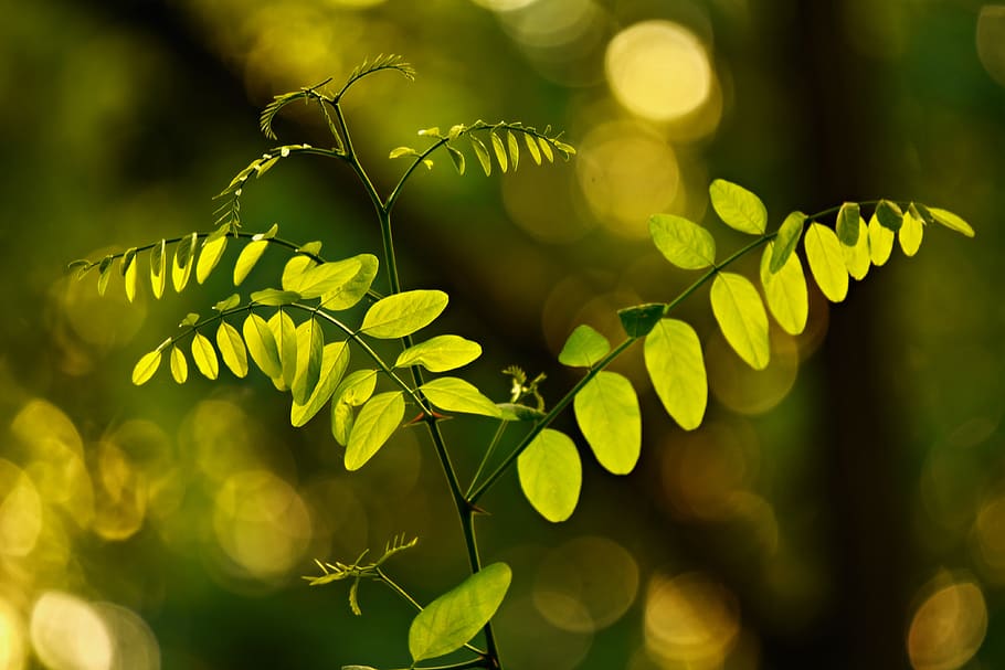 leaves, foliage, twig, branch, shape, green, nature, bright, plant part, leaf