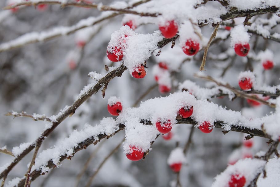 cotoneaster, berries, red, green, nature, cotoneasters, berry, snow, winter, cold temperature
