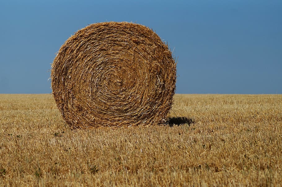 hay bales, straw, agriculture, harvest, hay, field, rural, summer, landscape, sky