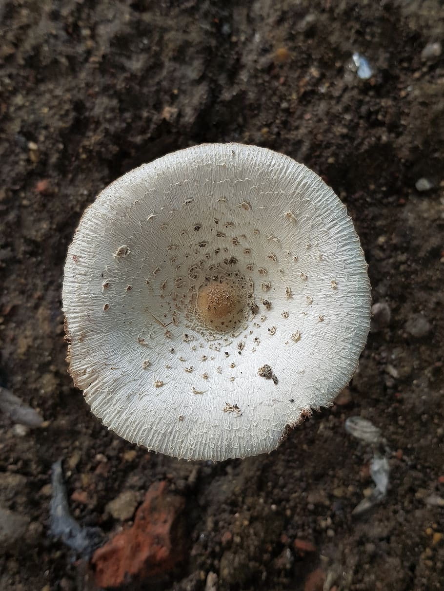 mushroom, white, earthy, close-up, vegetable, fungus, food, land, growth, nature