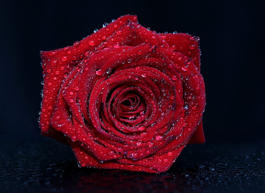 rose, red, drops, water, flower, plant, romantic, black background, freshness, close-up