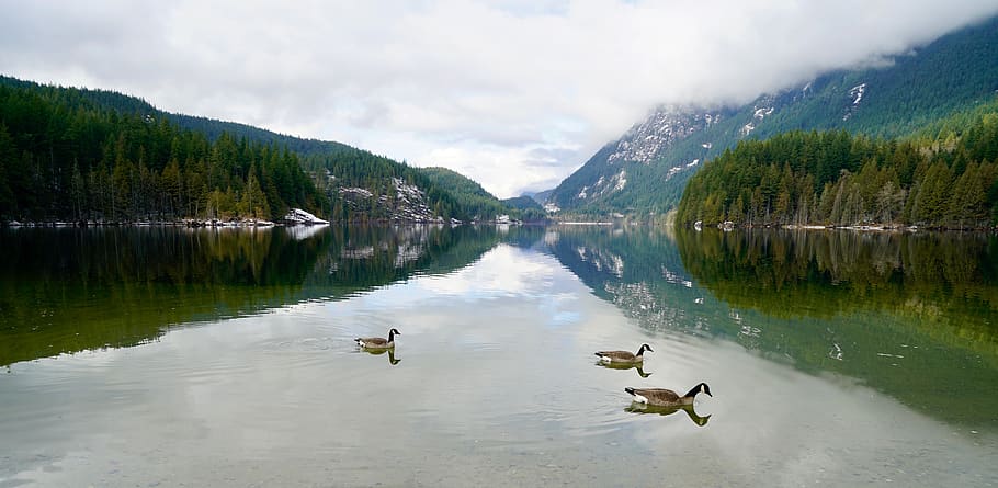 buntzen lake, british columbia, canada, canada geese, lake beautiful,  hydroelectric reservoir, water, lake, animals in the wild, animal wildlife  | Pxfuel