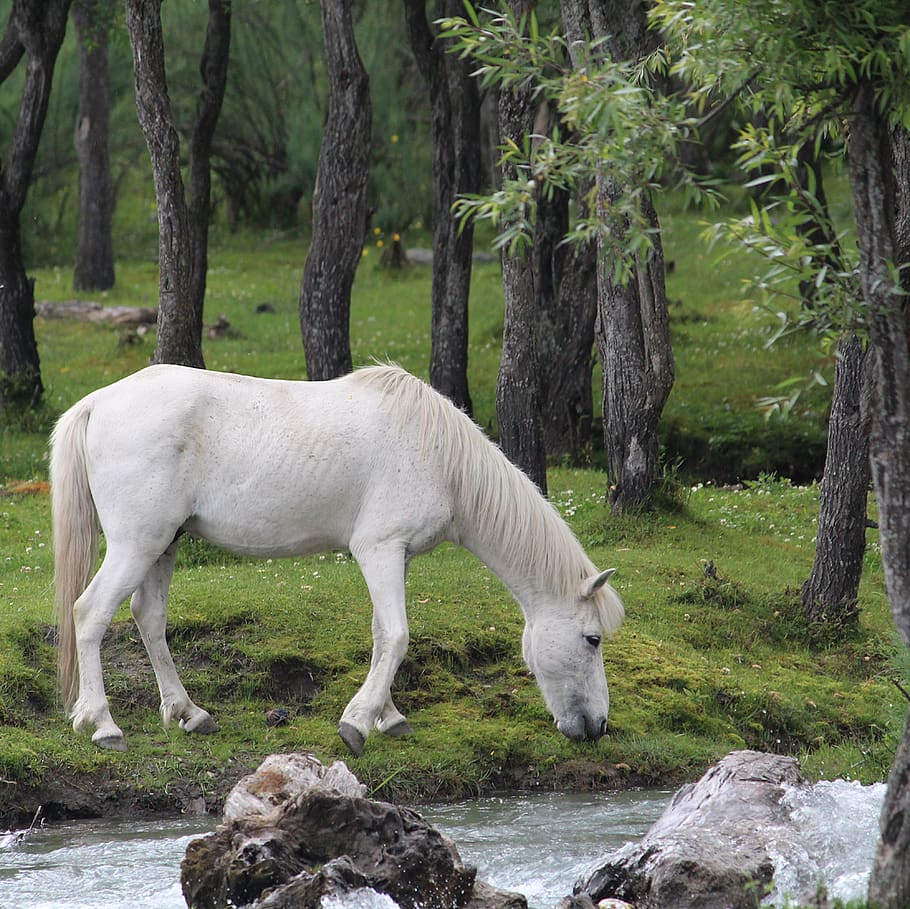 horse, whitehorse, river, riverside, green, grass, animal, animal themes, mammal, tree