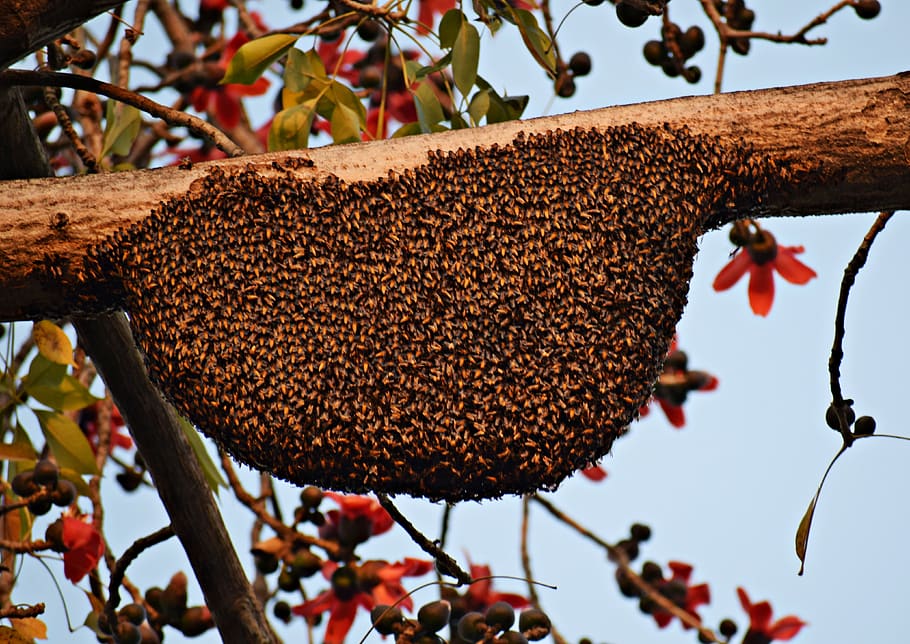 abejas, colmena, abeja, apicultura, panal, miel, insecto, colonia, polen, ocupado