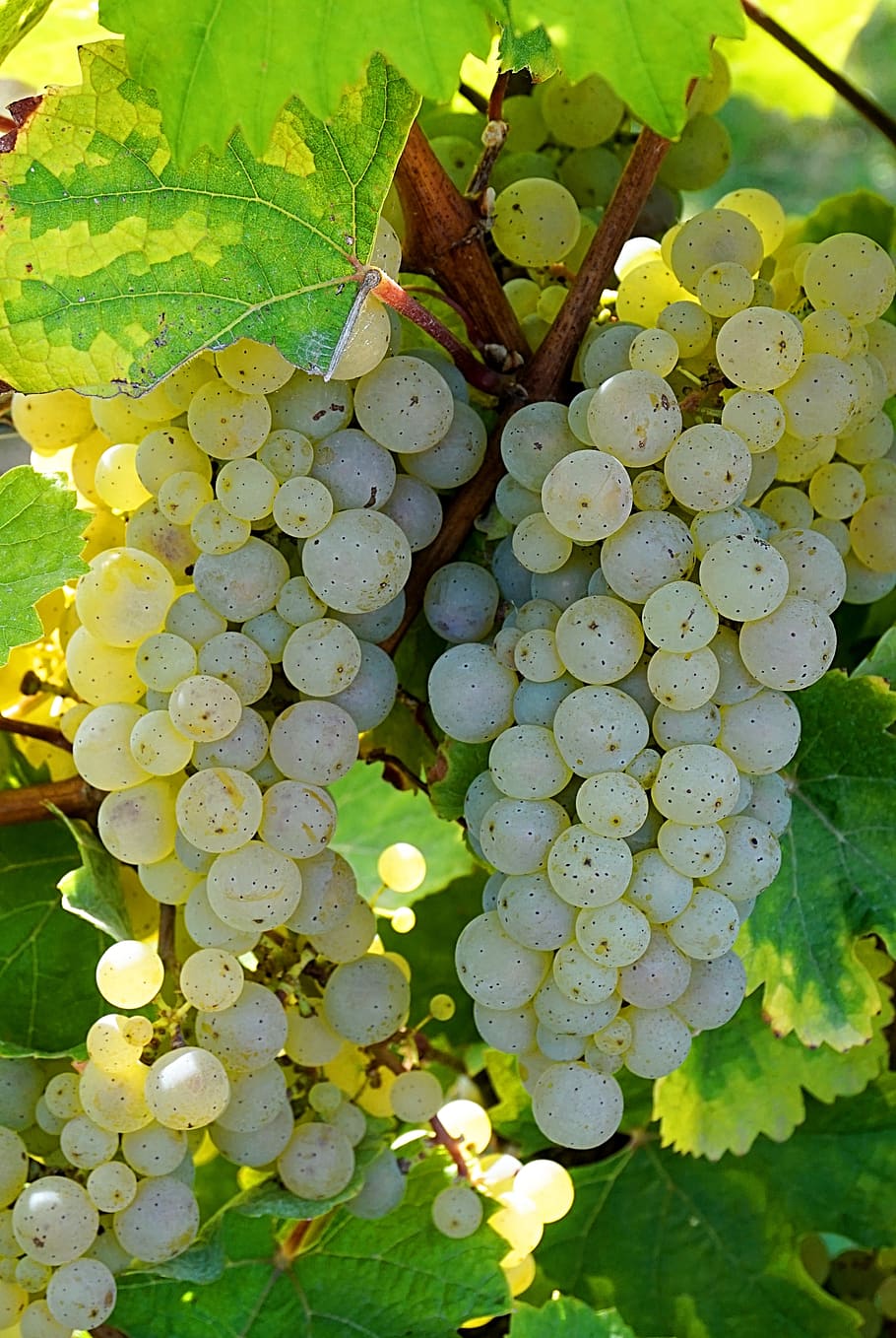 grapes, white, harvest, vine, winegrowing, fruit, food and drink, healthy eating, grape, growth