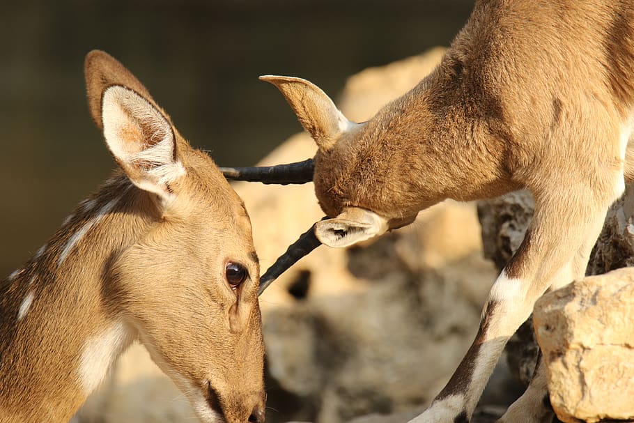 deer, gazelle, animal, rubbing antlers, affection, animal themes, mammal, vertebrate, group of animals, domestic animals