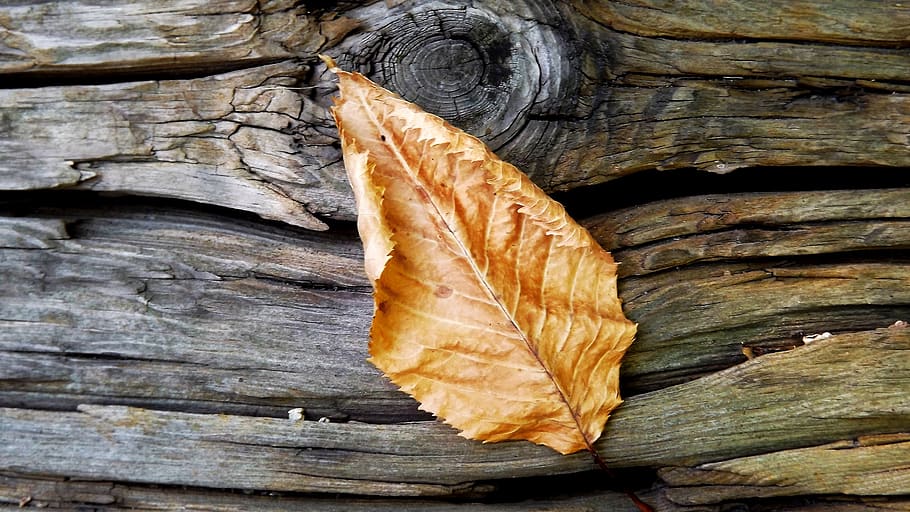 tree, piece, rub, wood, autumn, leaf, dry, close-up, plant part, wood - material