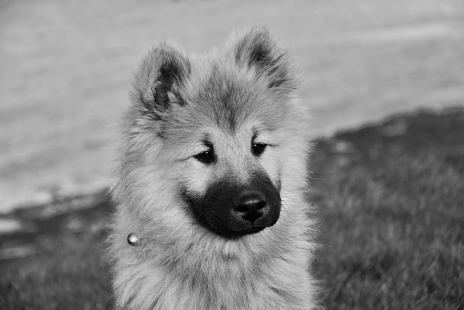 dog, pup, dog portrait, dog eurasier olaf blue, black and white photo, dog nordic, one animal, animal themes, animal, canine