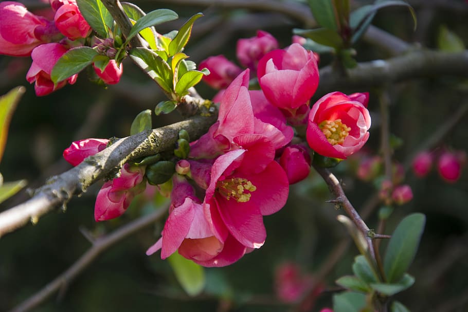 quince, spring, tree, pink, flowers, nature, flower, flowering, branch, plant