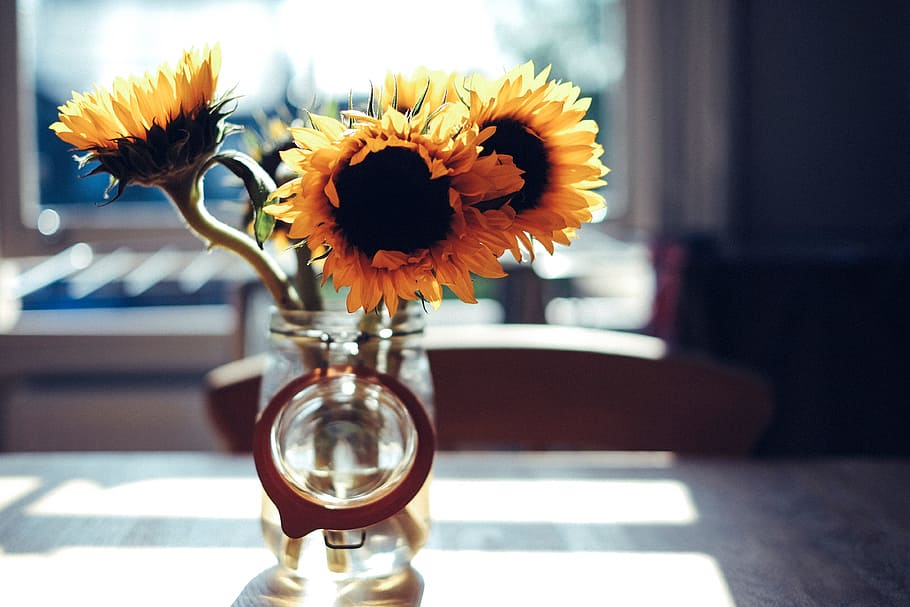 blur, sunny, flower, table, chair, glass, jar, flowering plant, freshness, vase