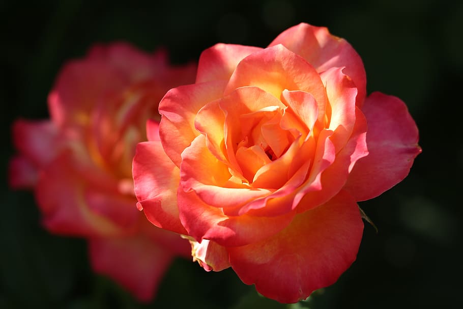 red yellow roses, alinka, evening, bloom, flower, garden, colorful, decorative, floral, natural