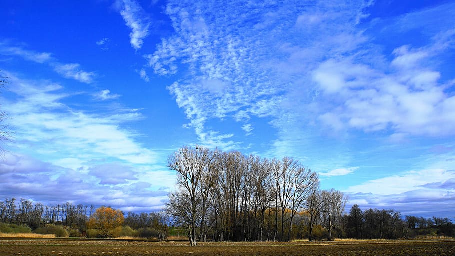 landscape, trees, grove of trees, nature, sky, blue, clouds, green, environment, sachsen