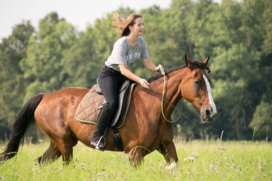mammal, horse, cavalry, reiter, sitting, grass, mare, animal, ride, girl