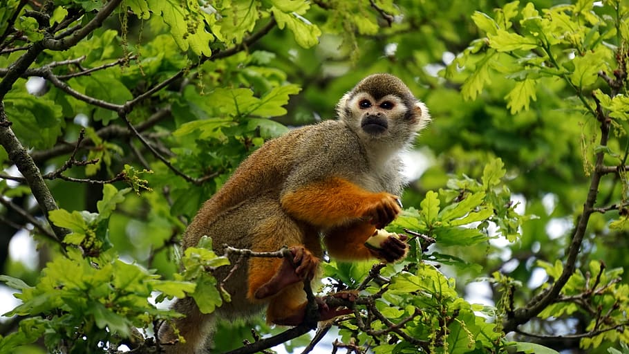 animals, mammals, monkeys, perched, trees, leaves, branches, outdoors, sanctuary, animal