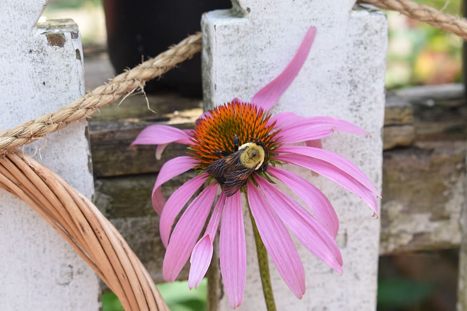 purple, coneflower, bee, nature, spring, colonial williamsburg, flower, flowering plant, vulnerability, fragility