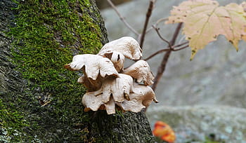 mushrooms-photos-of-mushrooms-pictures-of-mushrooms-mushroom-pictures-royalty-free-thumbnail.jpg