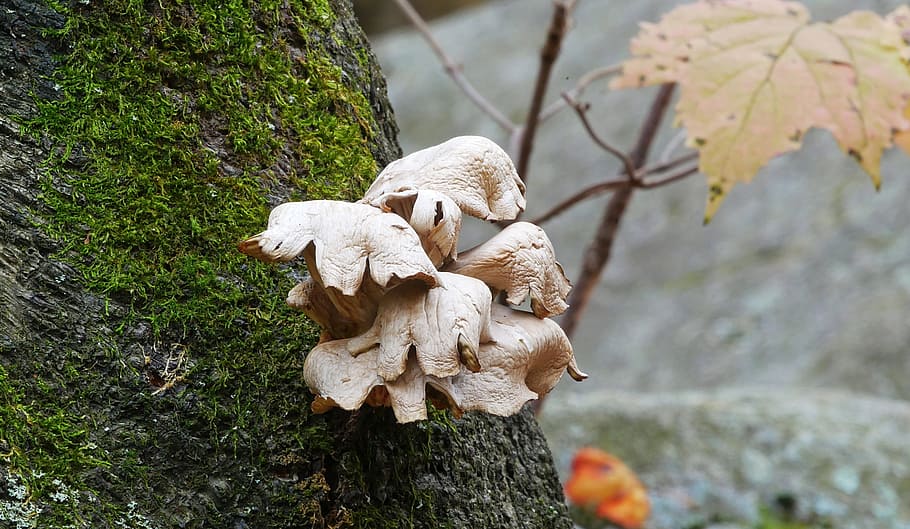 jamur, tumbuh, kulit kayu, pohon, hutan., foto jamur, gambar jamur, jamur di hutan, jamur liar, gambar jamur liar