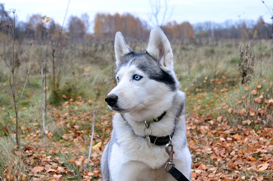 husky, perro, retrato, otoño, naturaleza, ojos, atención, un animal, temas de animales, canino