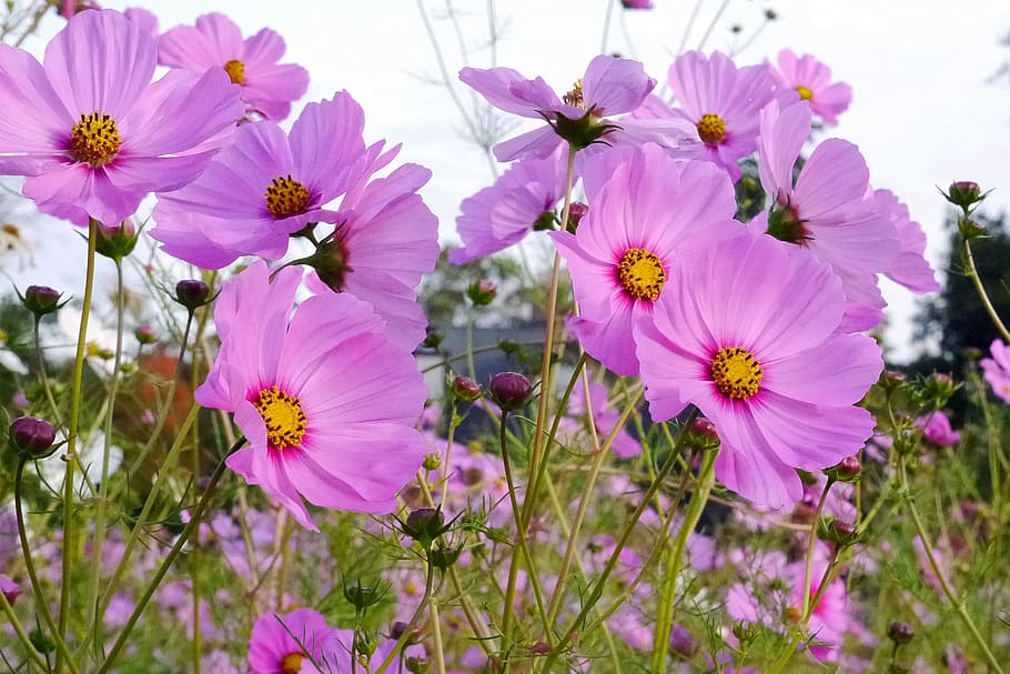 merah muda, bunga kosmos, tumbuh, bidang., tanaman kosmos, bunga merah muda, gambar bunga, foto bunga, gambar bunga indah, tanaman berbunga