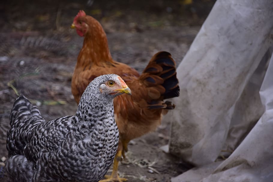 hen, brown, motley, chicken, bird, poultry, animal, livestock, egg, chickens