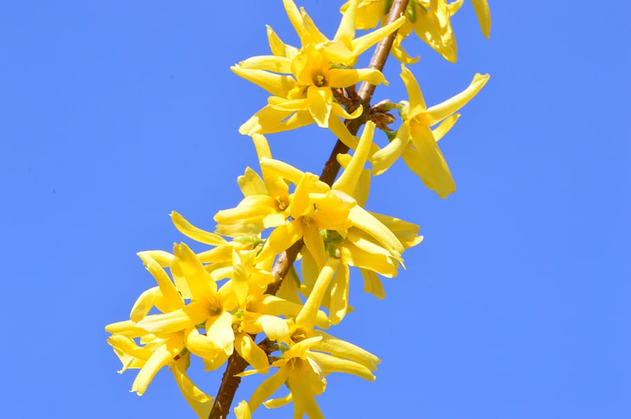 laburnum, yellow, flower, nature, plant, spring, garden, flowers, close up, tree