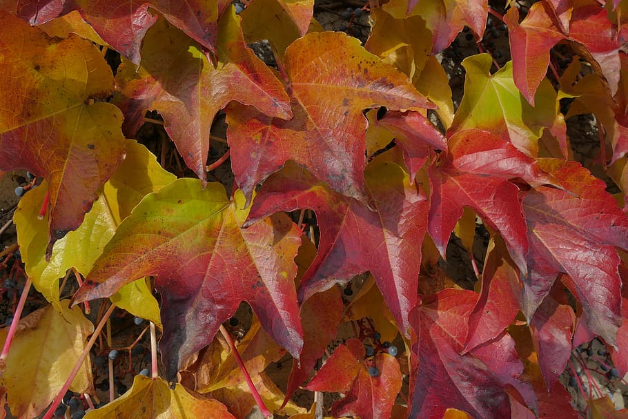 daun, cuaca, musim gugur, berwarna-warni, Polandia, Cracow, gugur, bagian tanaman, perubahan, latar belakang