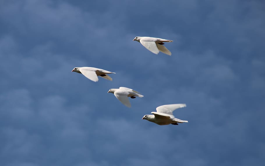 palomas blancas, volando, boda, cielo, azul, amor, pluma, paloma de la paz, pájaro, esperanza