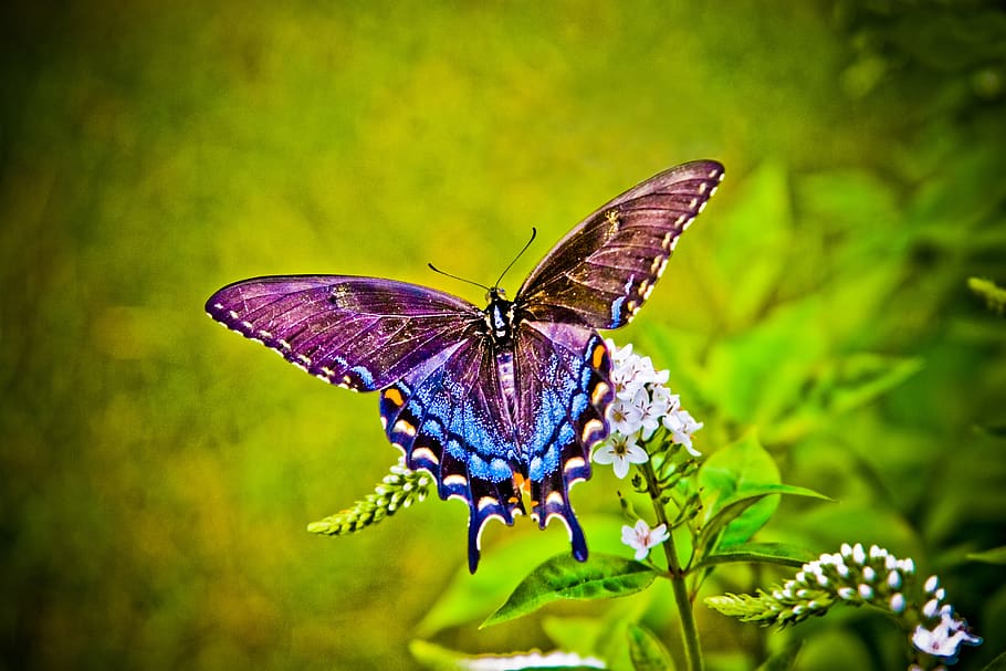 mariposa, colores, naturaleza, colorido, insecto, verano, flor, mariposas, al aire libre, error