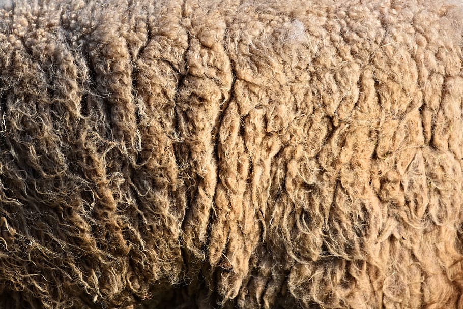 lana, lana de oveja, cabello, sin procesar, lana cruda, cruda, fibra, tela, textil, hilado