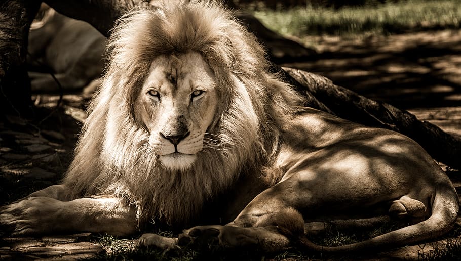 mammal, lion, animal, portrait, wildlife, carnivore, white, roar, big cat, male