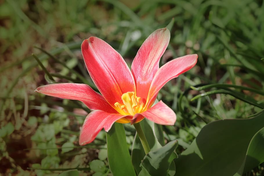 tulip, tulipa, schnittblume, bloom, breeding tulip, red, ornamental flower, floral greeting, close up, frühlingsanfang