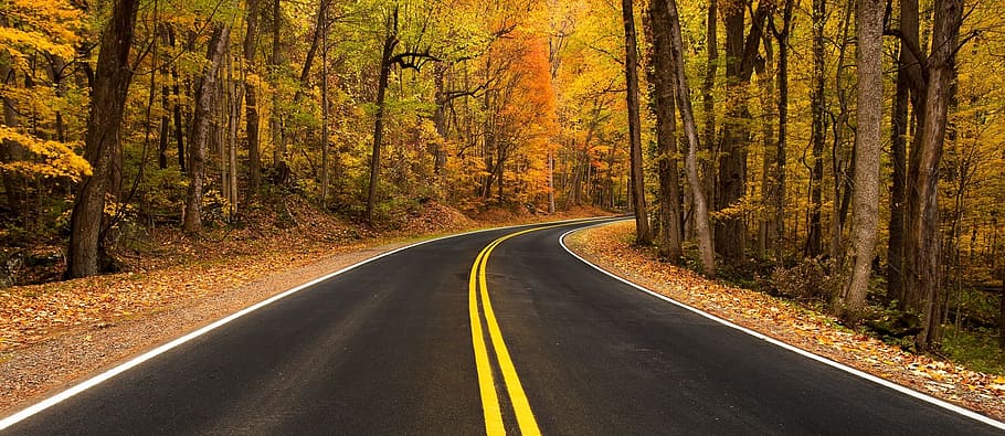 jalan, pedesaan, rute, jalur, konstruksi, hutan, liar, kayu, pohon, musim gugur