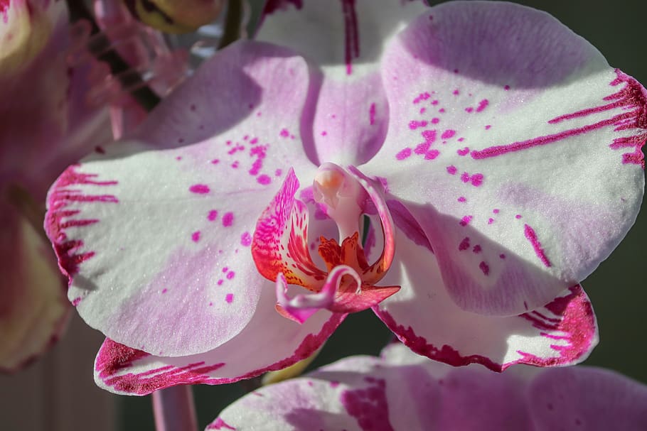 orquídea, planta ornamental, orchidaceae, flor, violeta, branco, planta de casa, natureza, fechar-se, estufa de orquídea