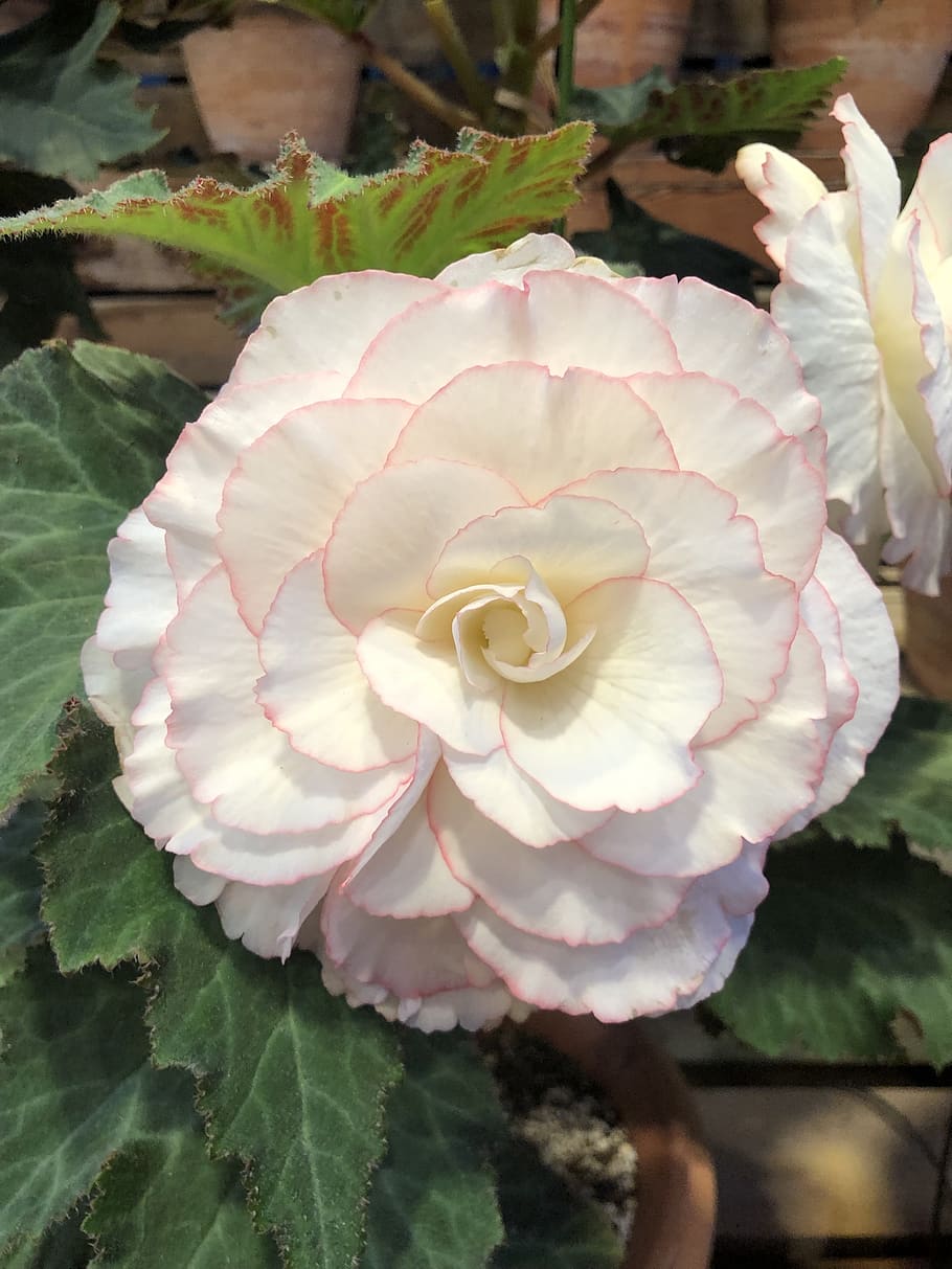begonia, flower, bloom, white, plant, flowering plant, beauty in nature, growth, freshness, vulnerability