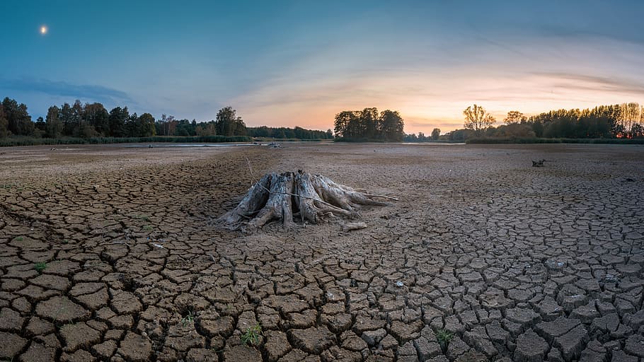 drought, cracks, dry, landscape, mud, dehydrated, lack of water, root, tree stump, lake