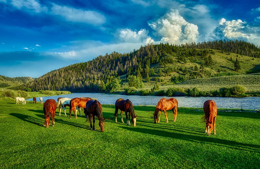 horses, grazing, wyoming, farm, ranch, hdr, america, river, mountains, forest