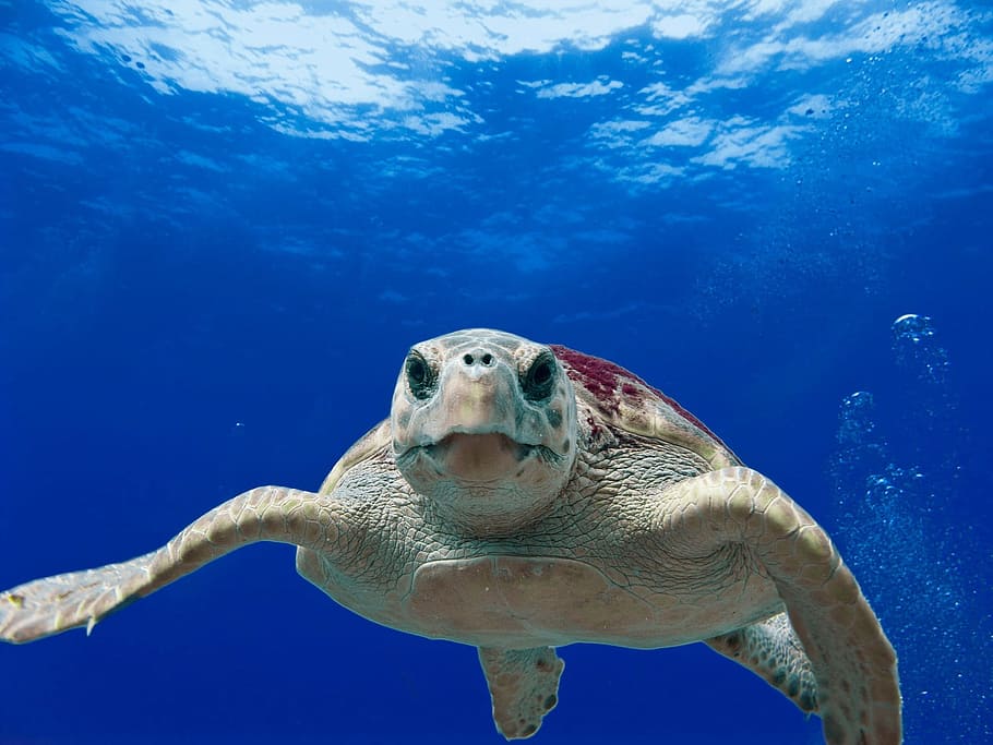 tartaruga, cabeçuda, selvagem, natureza, subaquática, mar, oceano, azul, embaixo da agua, temas animais
