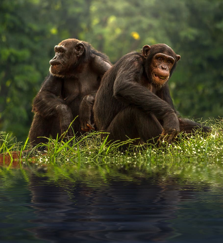 dos, marrón, chimpancé, animales, salvaje, selva, hierba, verde, mono, primate