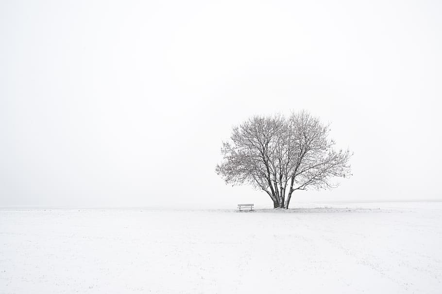 winter, tree, snow, nature, landscape, cold, wintry, white, snowy, fog
